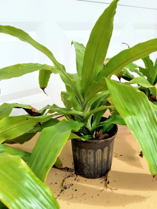 A plant that is sitting in the dirt.