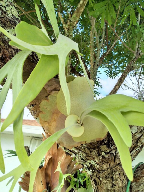 A close up of the leaves on a tree