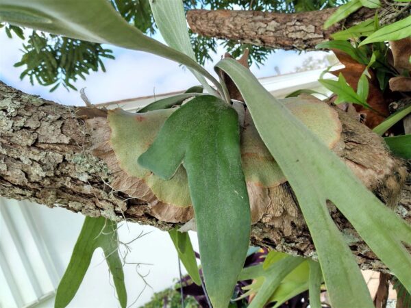 A close up of leaves on a tree