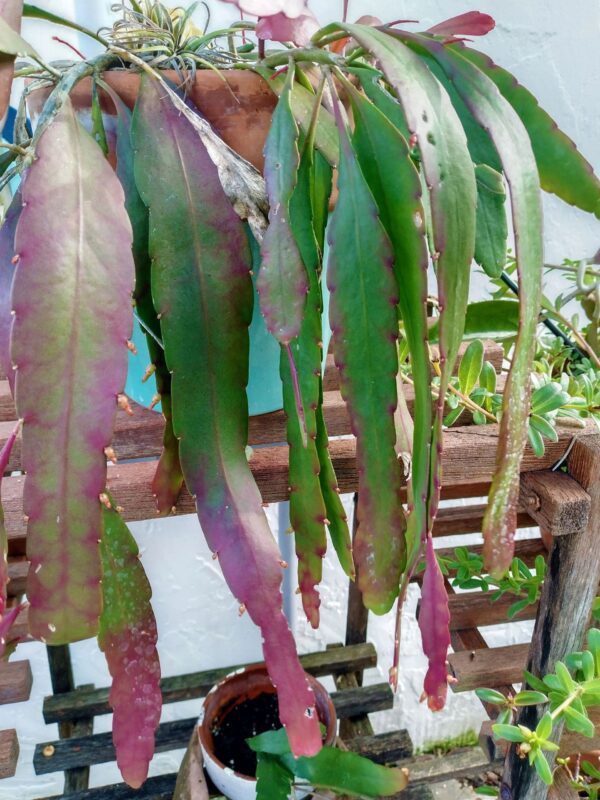 A plant that is hanging from the side of a fence.