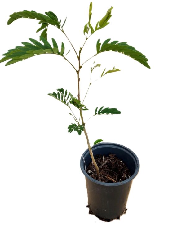A small plant in a black pot on top of some dirt.