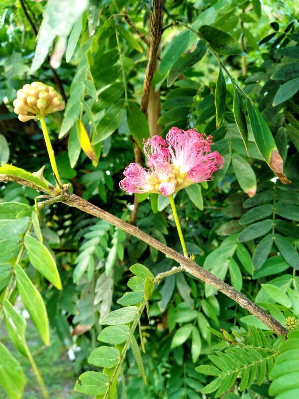 A pink flower is growing on the tree