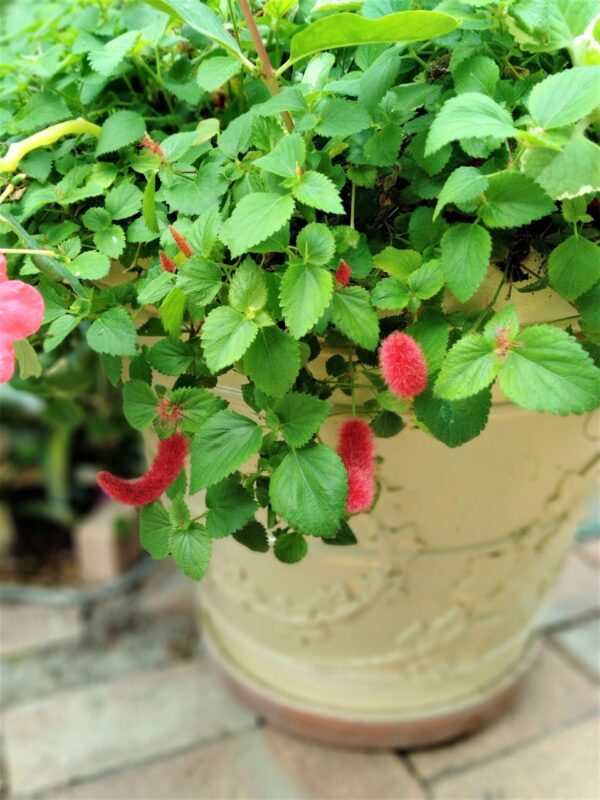 A close up of a plant with pink flowers