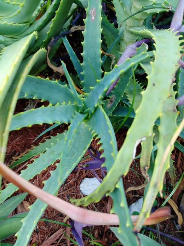 A close up of the leaves on an aloe plant