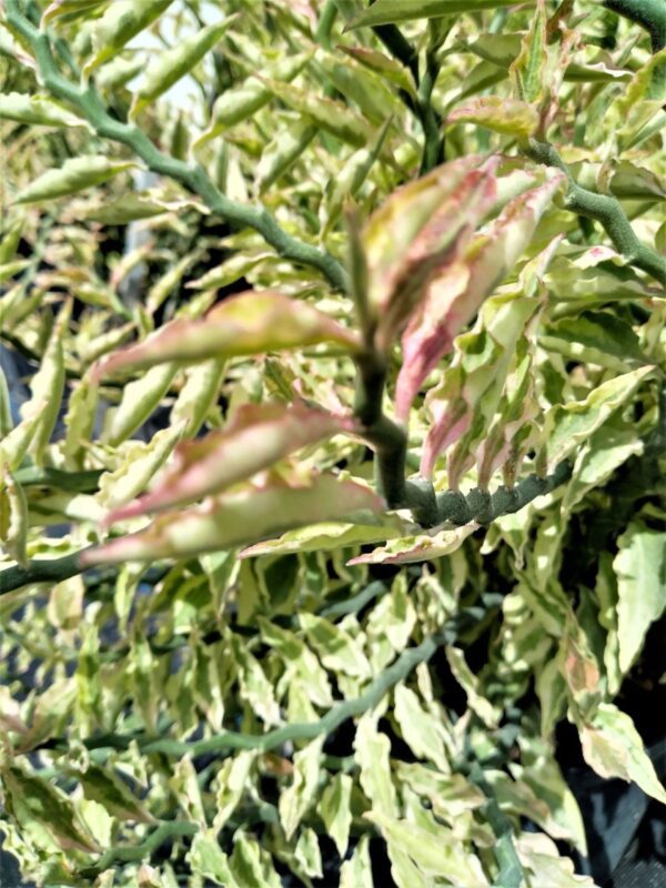 A close up of the leaves on a plant