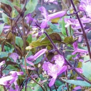 A close up of purple flowers with green leaves