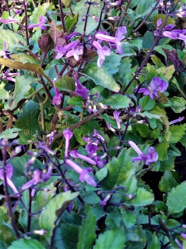 A close up of purple flowers and green leaves.