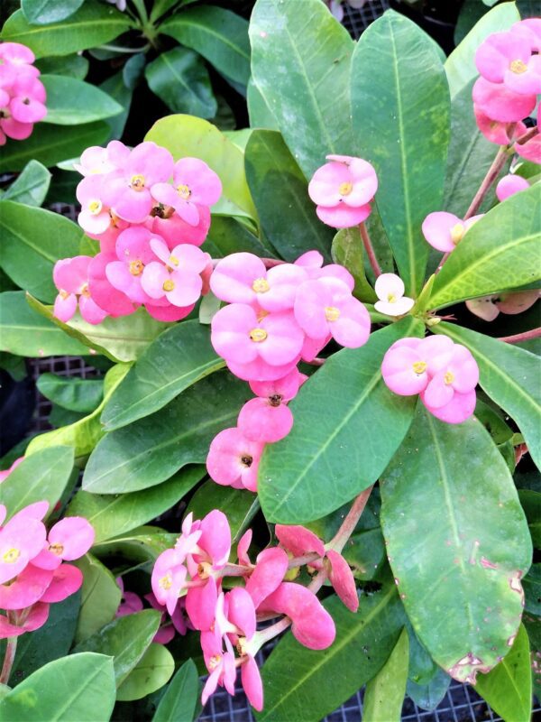 A close up of some pink flowers with green leaves