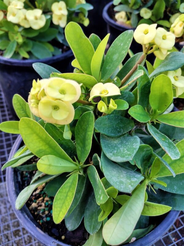 A close up of some green plants in a pot