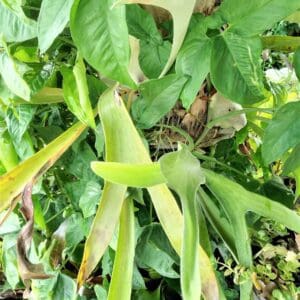 A close up of some green plants growing