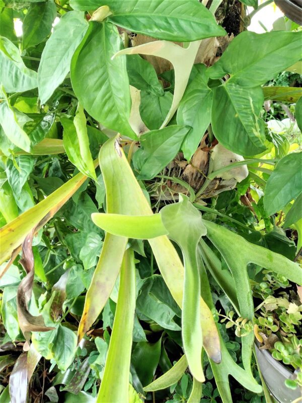 A close up of some green plants growing