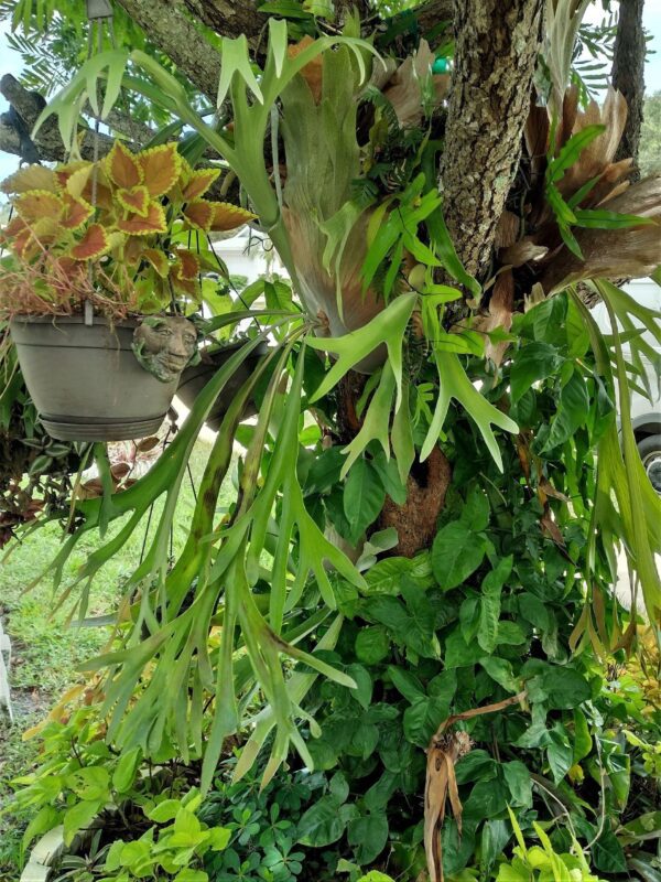 A tree with lots of green leaves on it.