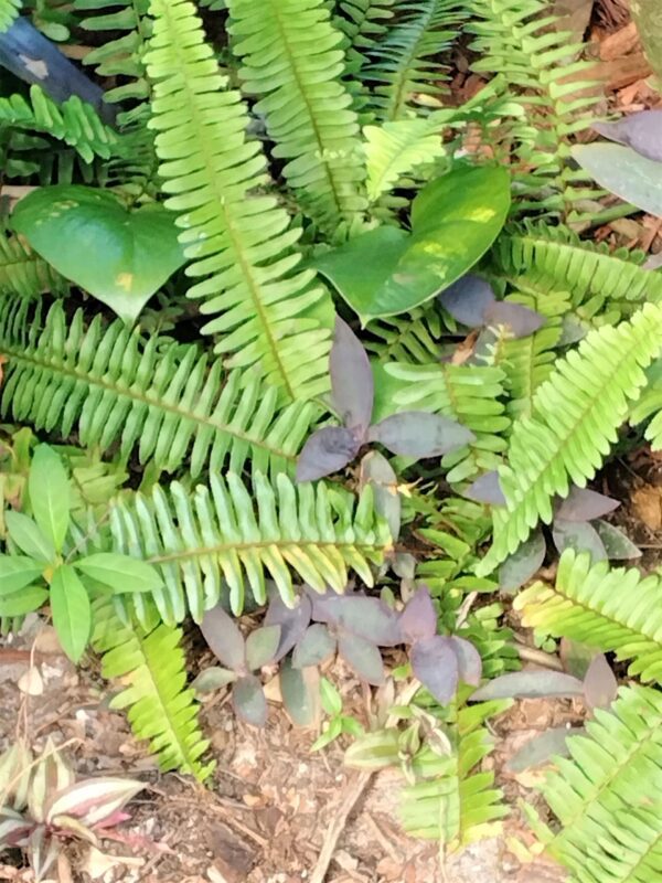 A close up of some green plants in the dirt