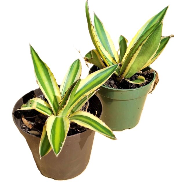 Two potted plants are sitting side by side.