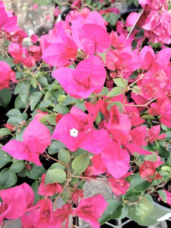 A close up of pink flowers with green leaves