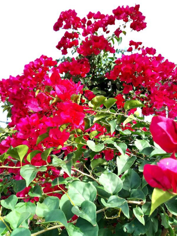 A close up of some red flowers with green leaves