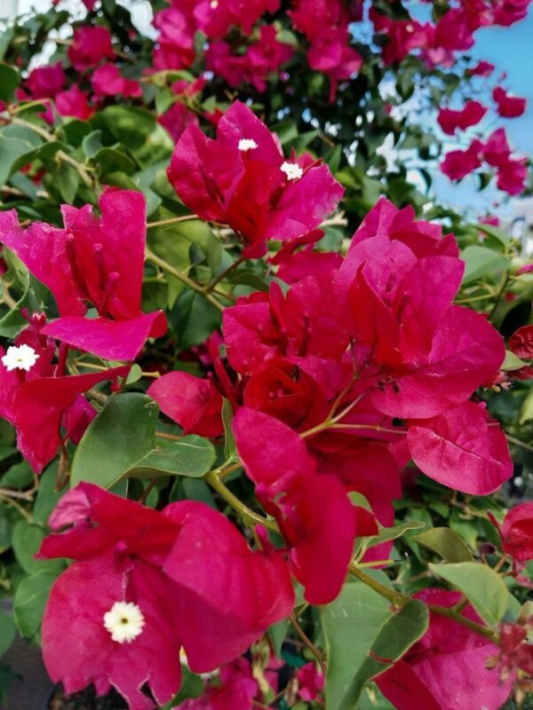 A close up of some flowers with leaves