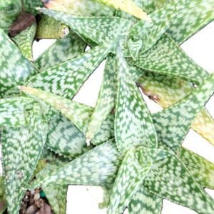A close up of some green leaves on the ground