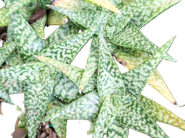 A close up of some green leaves on the ground