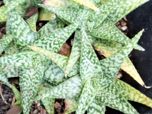 A close up of some green plants