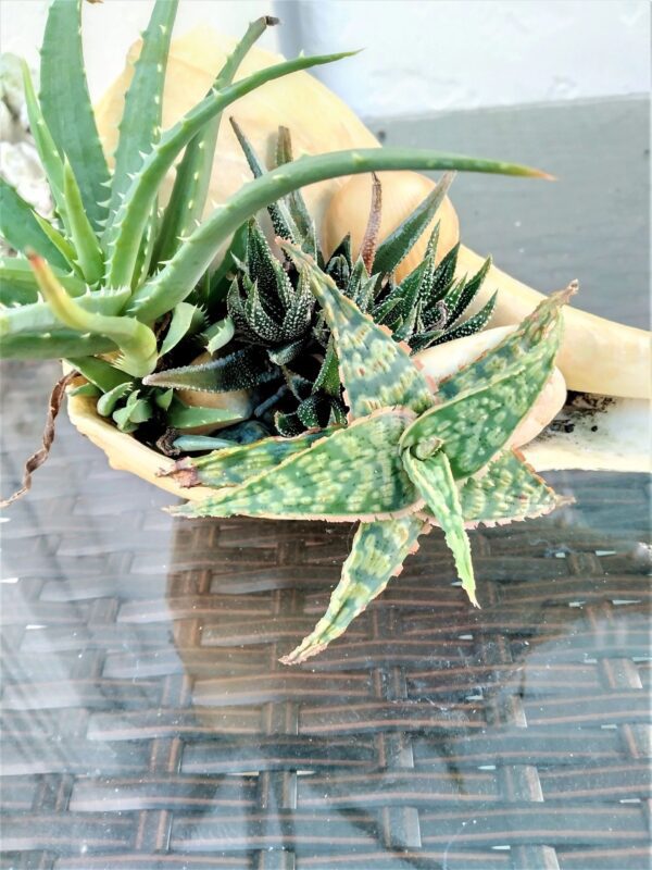 A wooden bowl with two different types of plants in it.