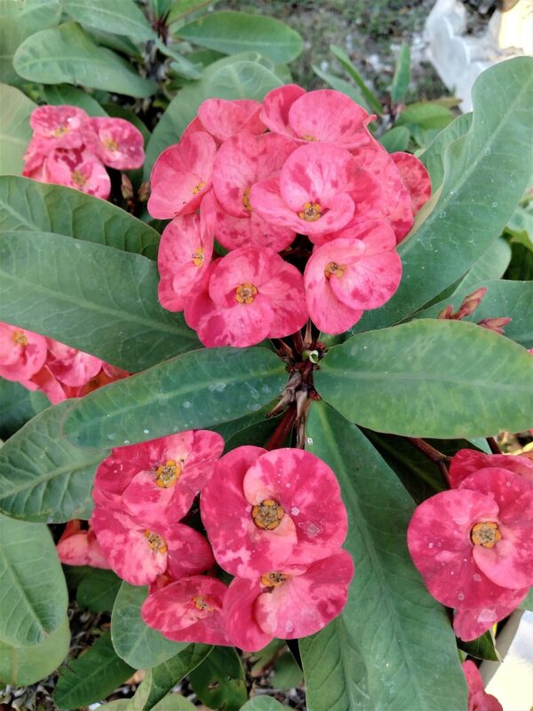 A close up of some pink flowers with green leaves