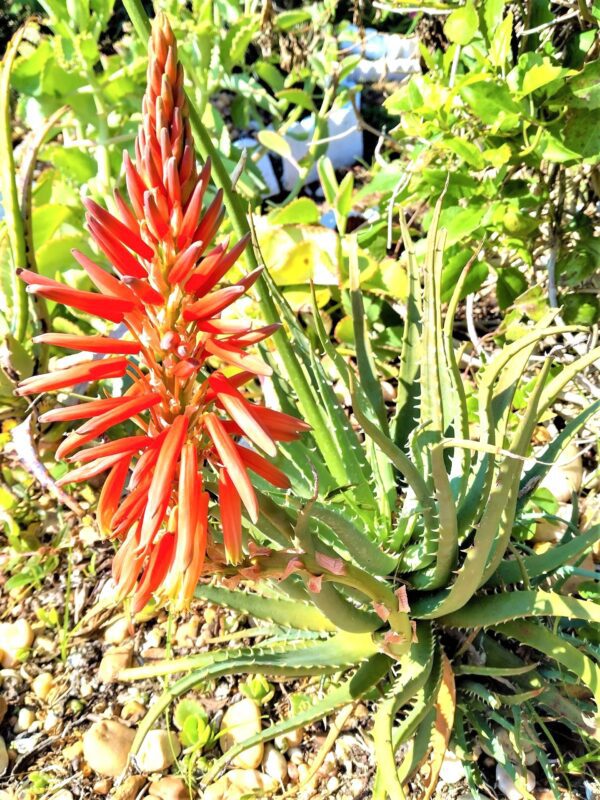 A red flower and some green plants in the grass.