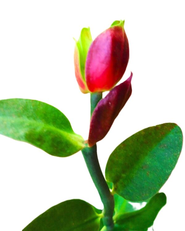 A close up of the buds on a flower