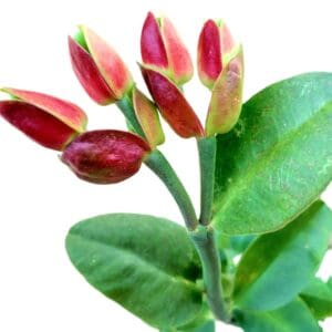 A close up of some flowers with green leaves