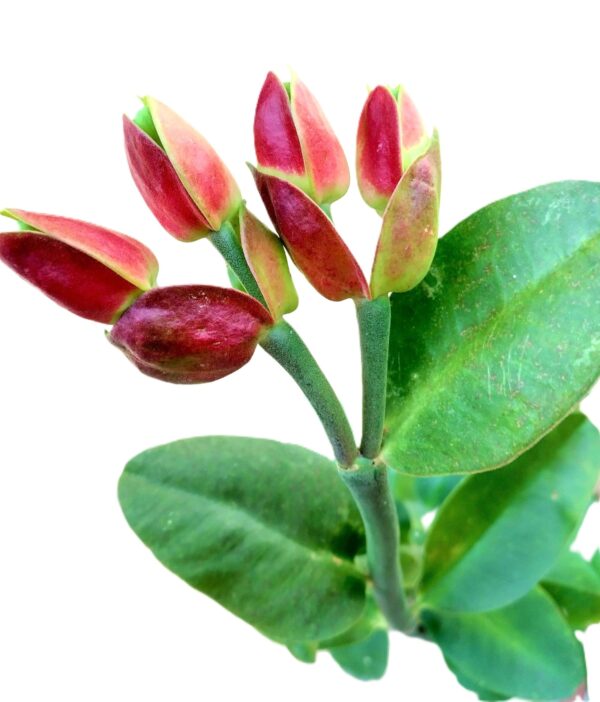 A close up of some flowers with green leaves