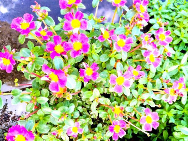 A close up of some purple flowers with yellow centers
