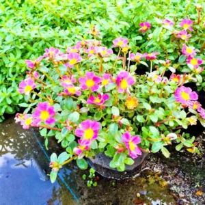 A plant with pink flowers in the water.