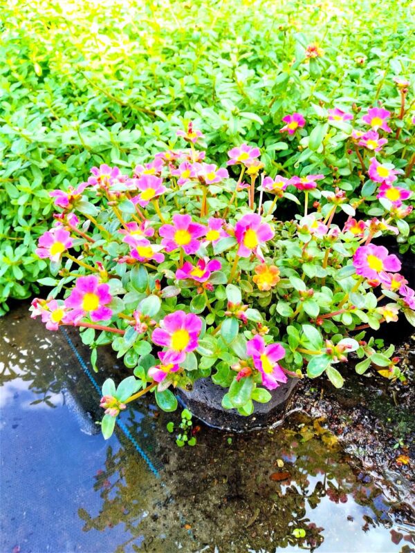 A plant with pink flowers in the water.