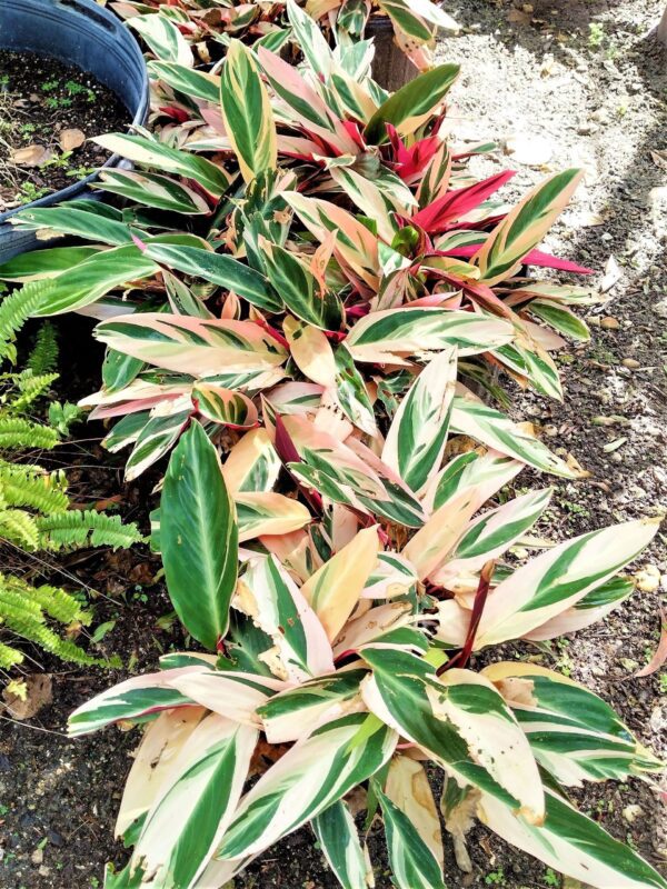 A close up of some plants in the dirt