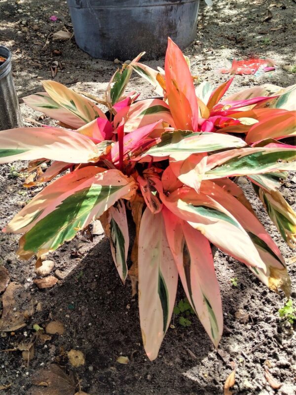 A plant that is sitting in the dirt.