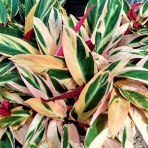 A close up of some green and pink leaves