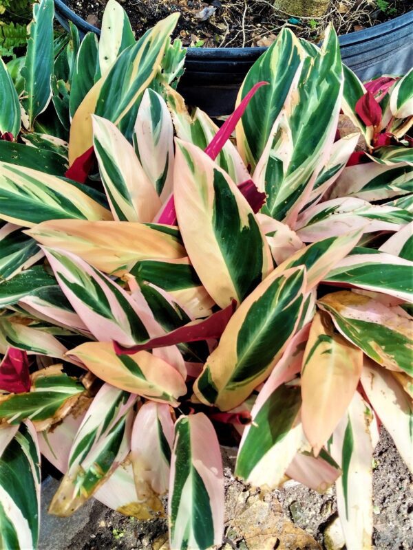A close up of some green and pink leaves