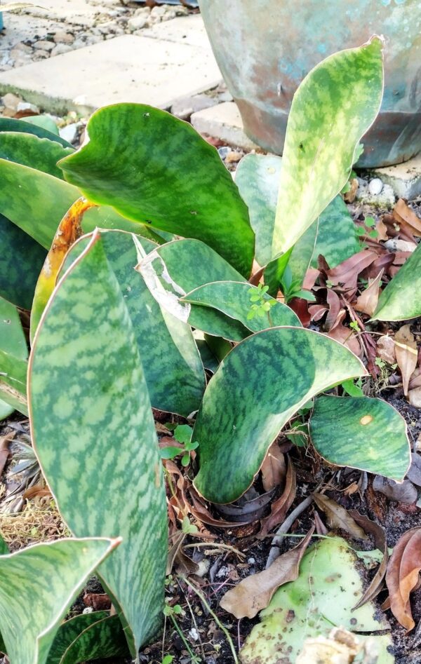 A close up of some green leaves in the dirt