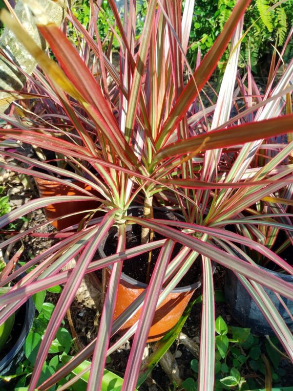 A close up of the leaves on a plant