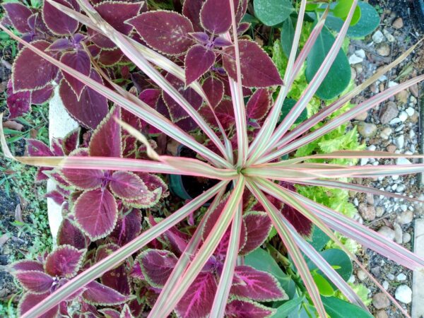 A close up of the leaves and stems of a plant.