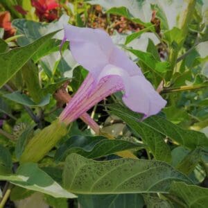 A purple flower with green leaves in the background.