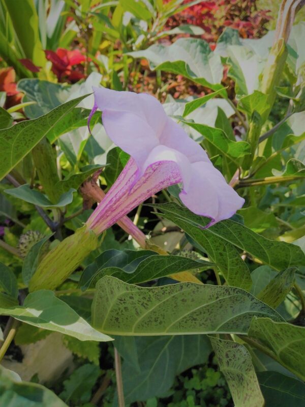 A purple flower with green leaves in the background.