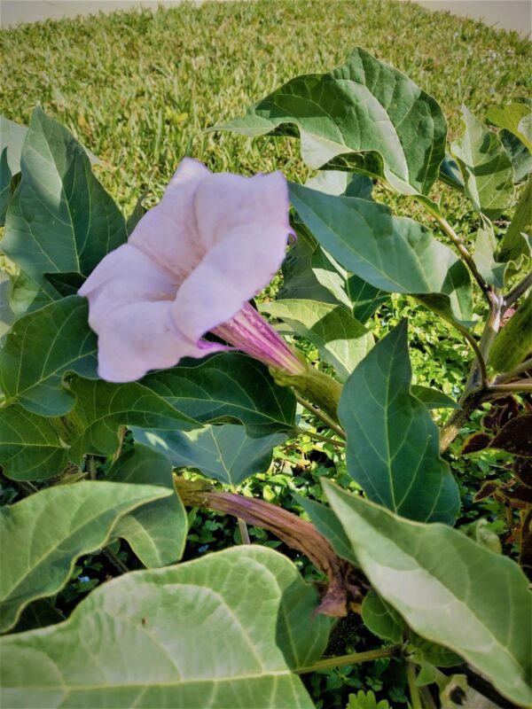 A pink flower is in the middle of some green leaves.