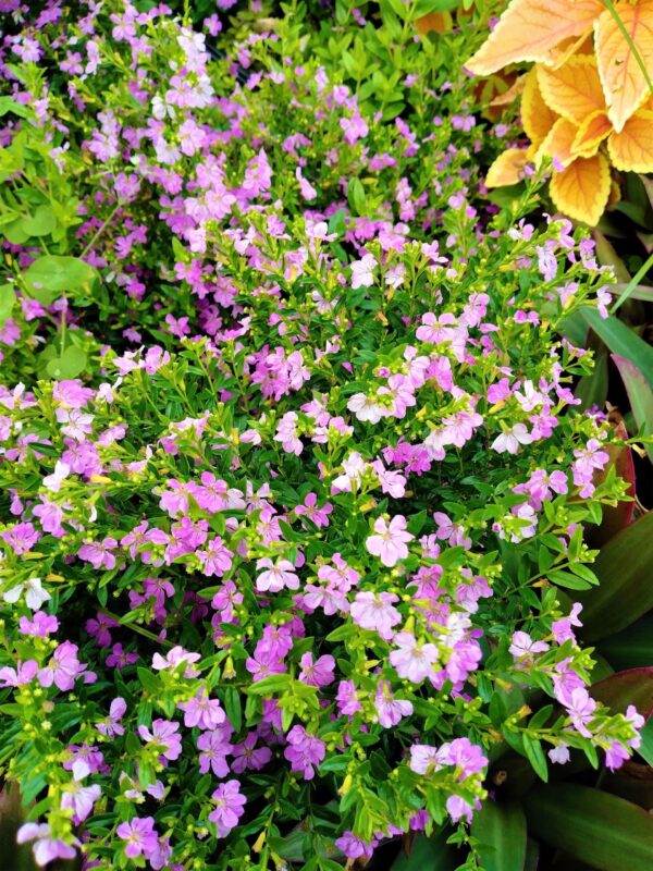 A close up of some purple flowers in the grass