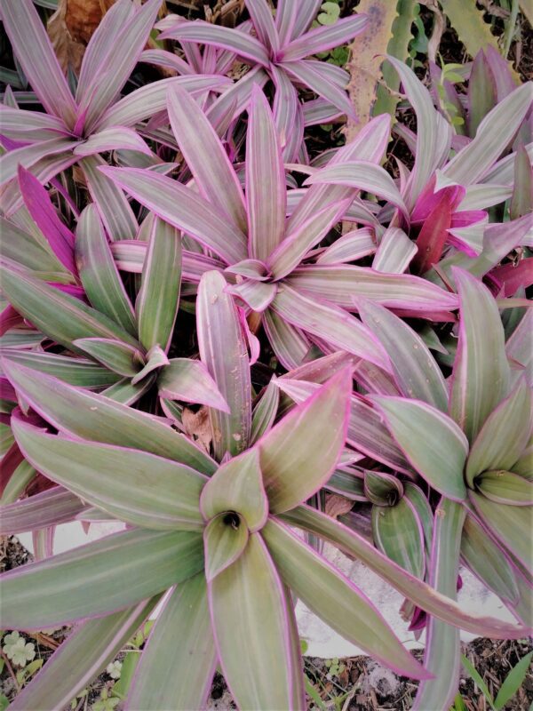 A close up of some pink and green plants