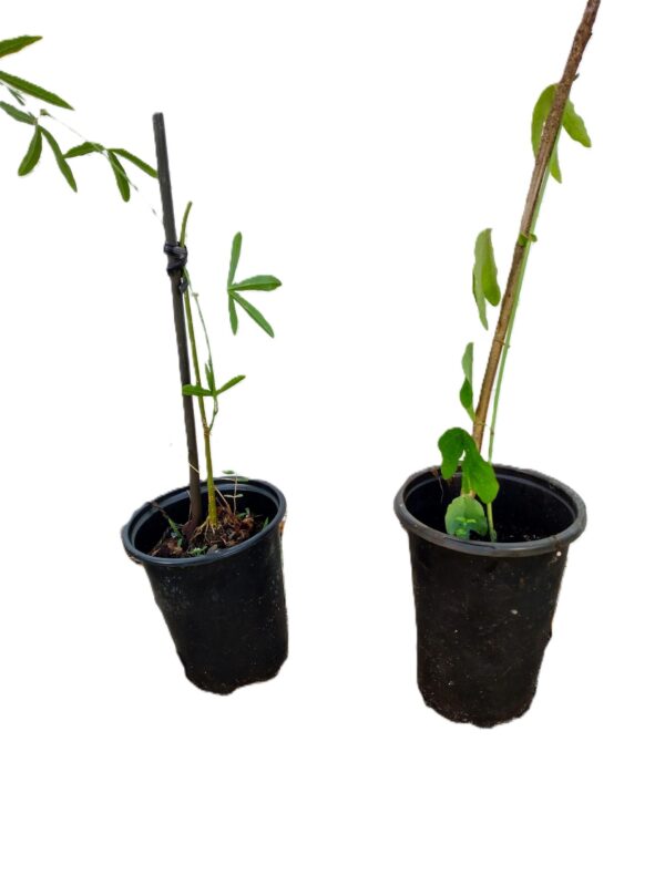 Two black pots with plants in them