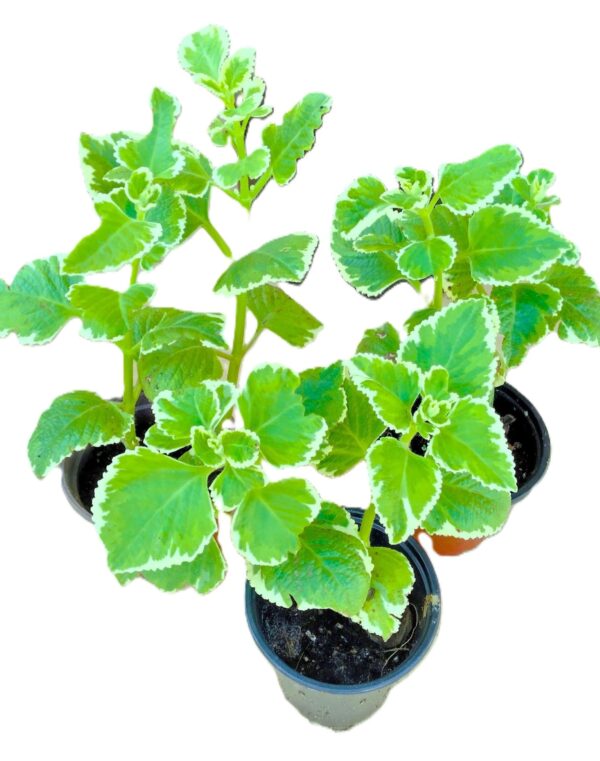 Three plants are sitting in a row on the ground.