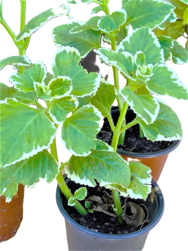 Two potted plants with green leaves and white trim.