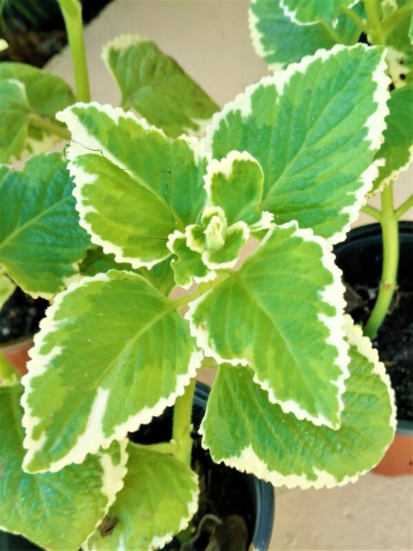 A close up of the leaves on a plant