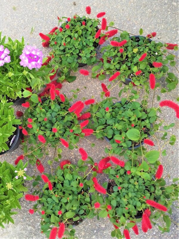 A number of plants on the ground with red flowers